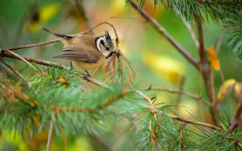 Balade Oiseaux dans le Parc Floral