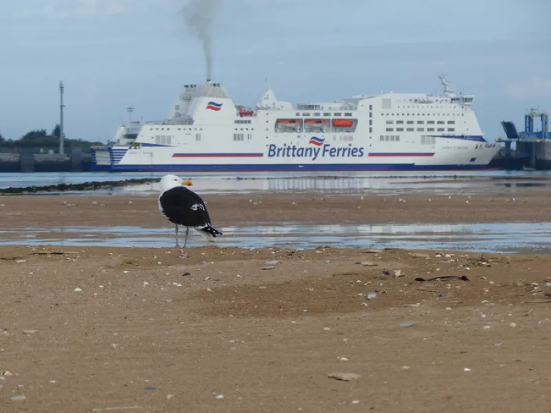 Les Oiseaux dans les Ports