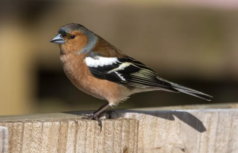 Chaville-Balade Guidée «le Pinson des Arbres»