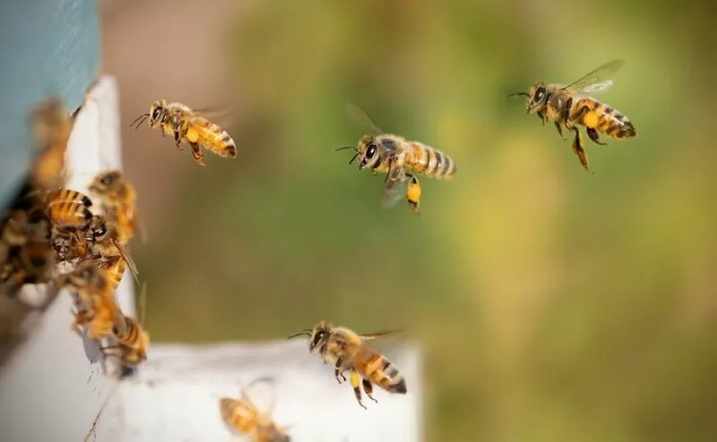 Accueillir les Pollinisateurs chez Soi