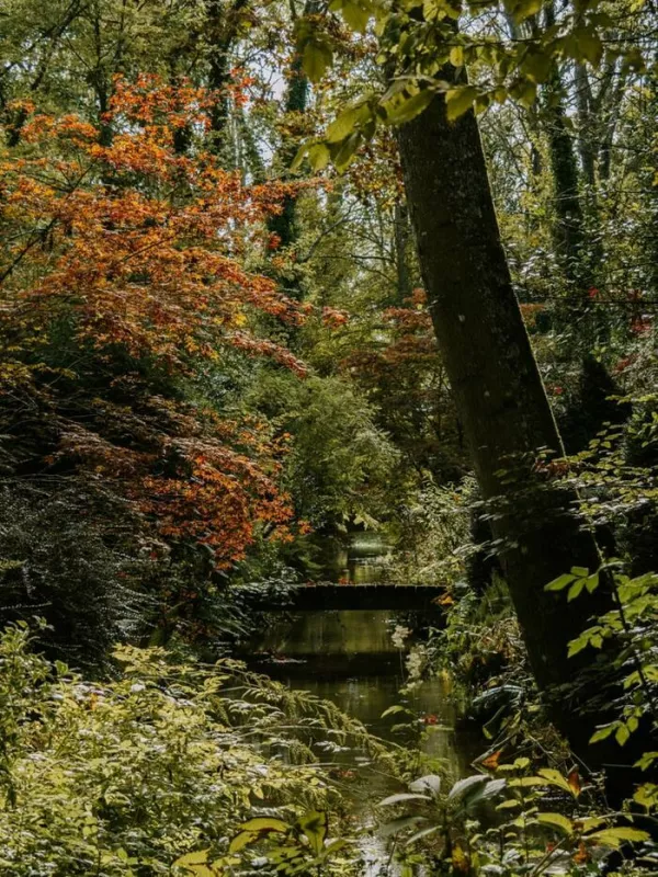 Les Coloris d'Automne à l'Arboretum d'Ilex