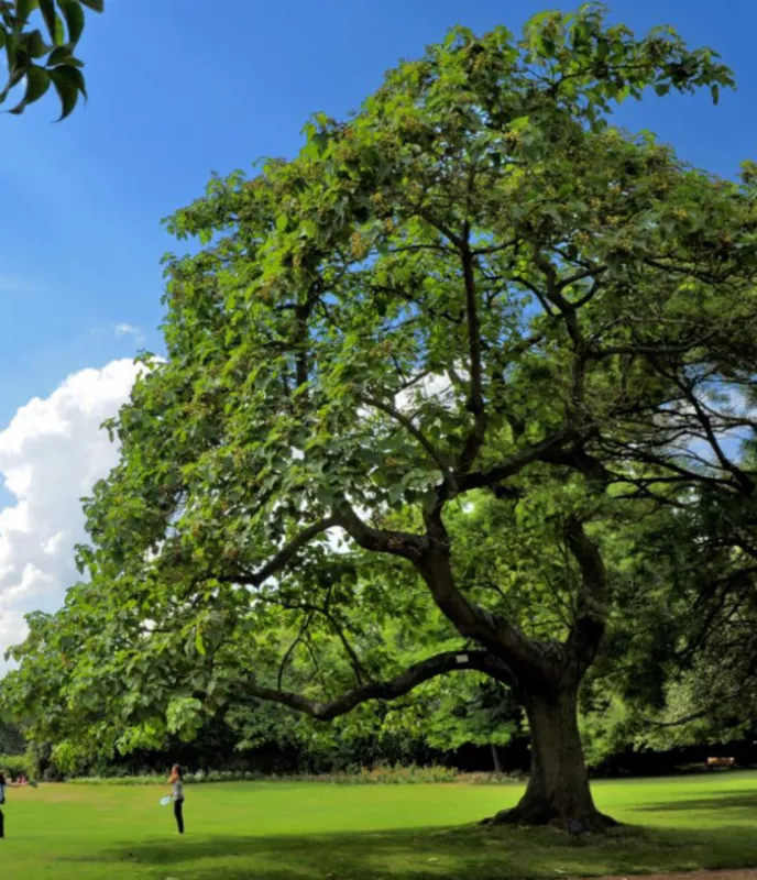 A la Rencontre des Arbres du Jardin des Plantes