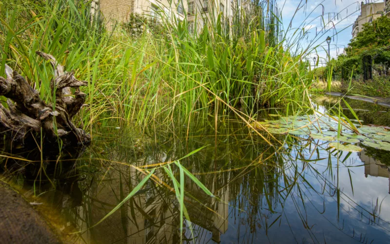 Création et Entretien D’une Mare Écologique