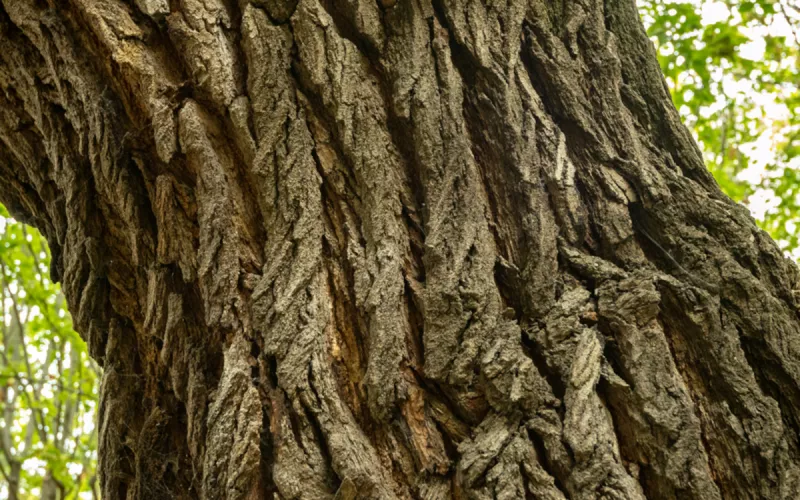 Les Hôtes de l'Arbre