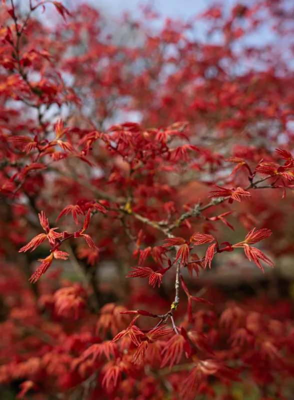 Atelier-Médiation Plantes et Bien-Être de L’hiver