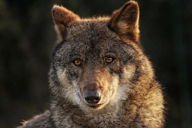 Les Contes du Blaireau : Loup Y Es-Tu, M'Entends-Tu ?