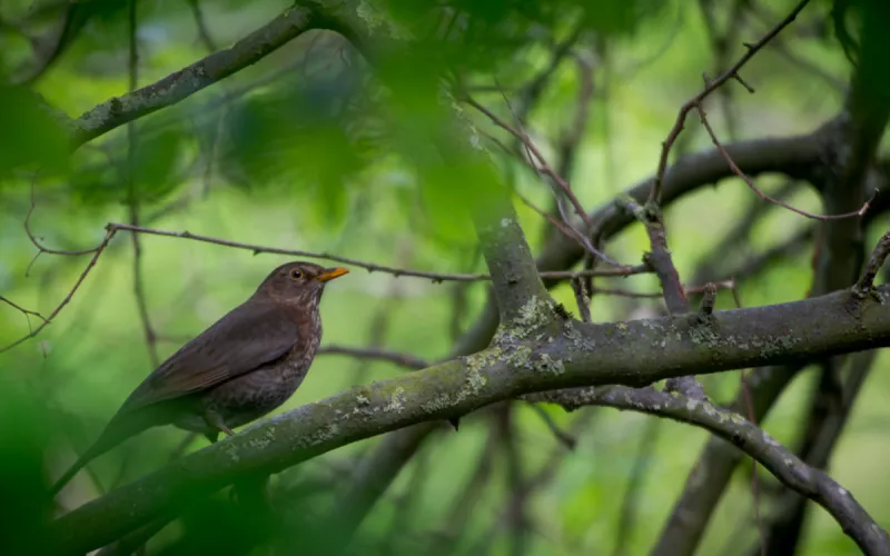 Les Oiseaux de la Petite Ceinture