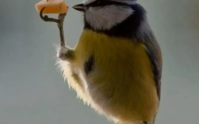 Faut-Il Nourrir les Oiseaux  ?