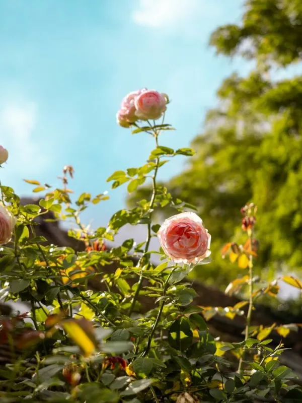 Journées du Patrimoine : Visite Libre des Jardins de Roquelin