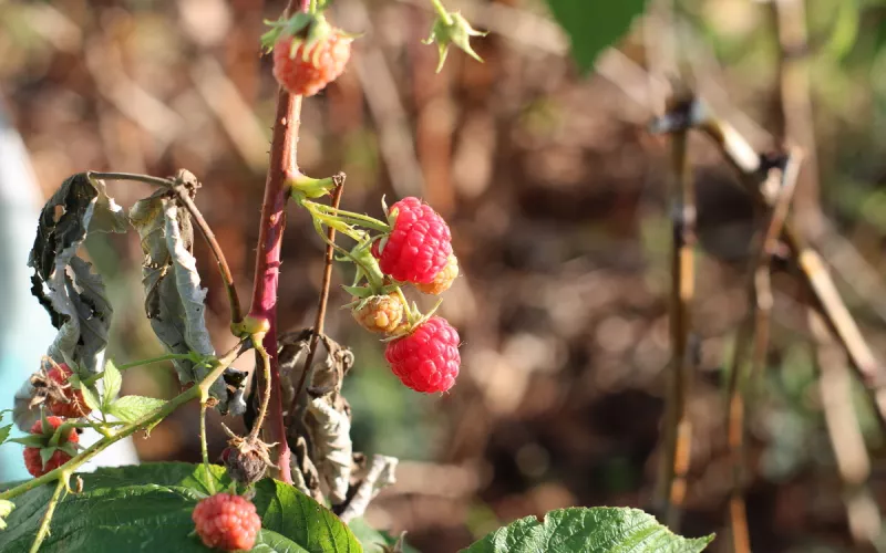 A l'École de la Permaculture