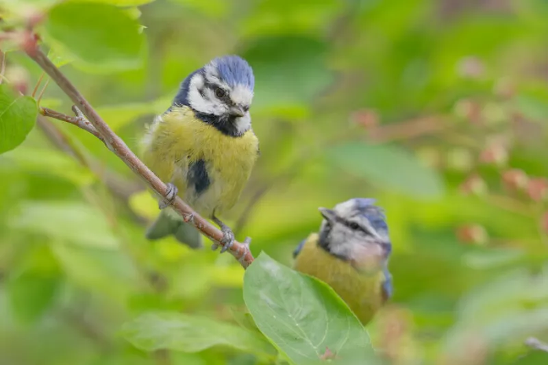 Meudon-Balade Guidée «la Mésange Bleue»