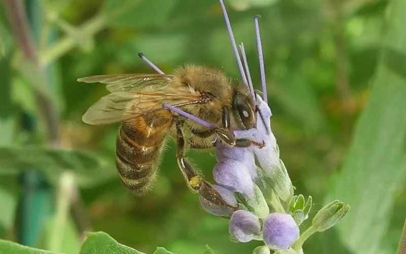 A la Découverte du Monde des Abeilles