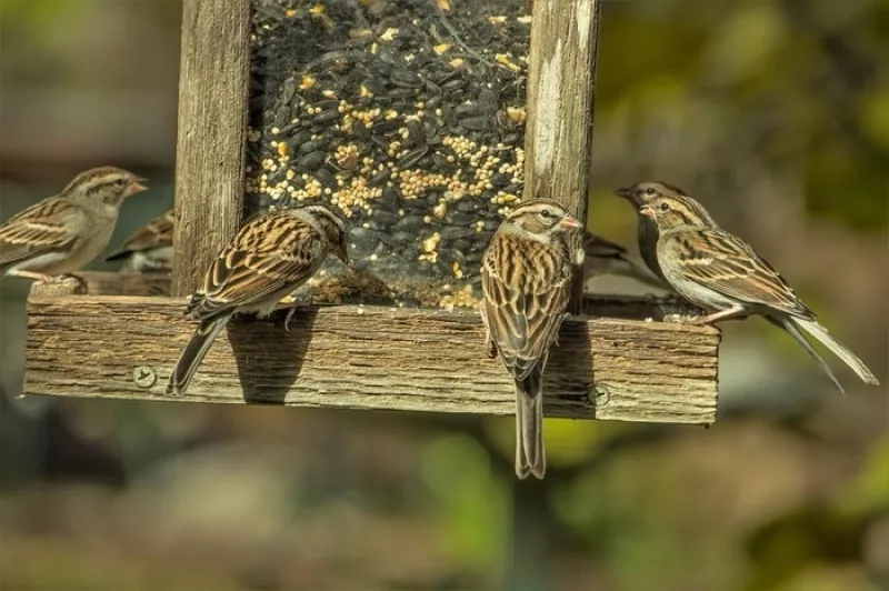 Atelier Découverte de la Nature : les Oiseaux de la Mangeoire