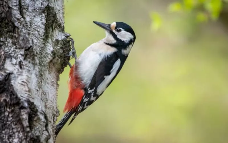 Les Oiseaux du Parc Montsouris