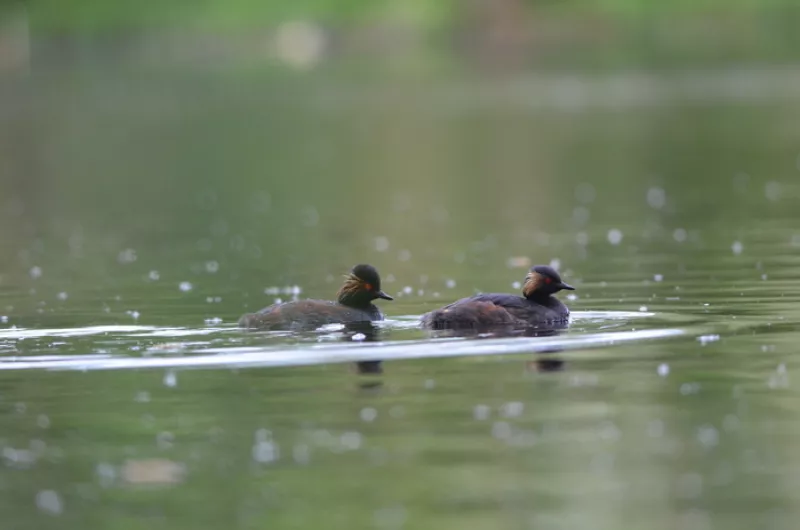 Balade Naturaliste : Marathon’bird