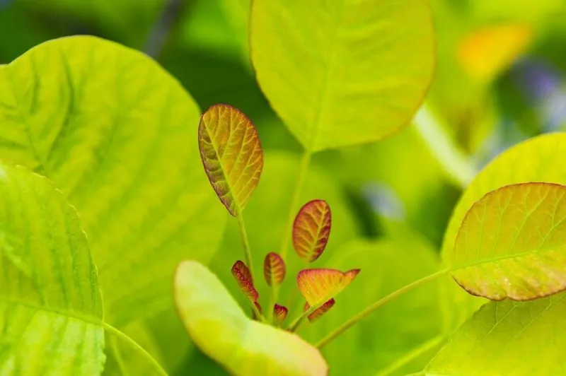 Conférence-les Végétaux et les Plantes