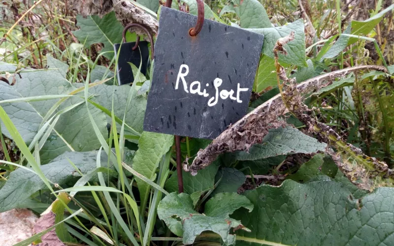 Découverte du Fruit ou Légume Phare de Saison à la Ferme de Paris