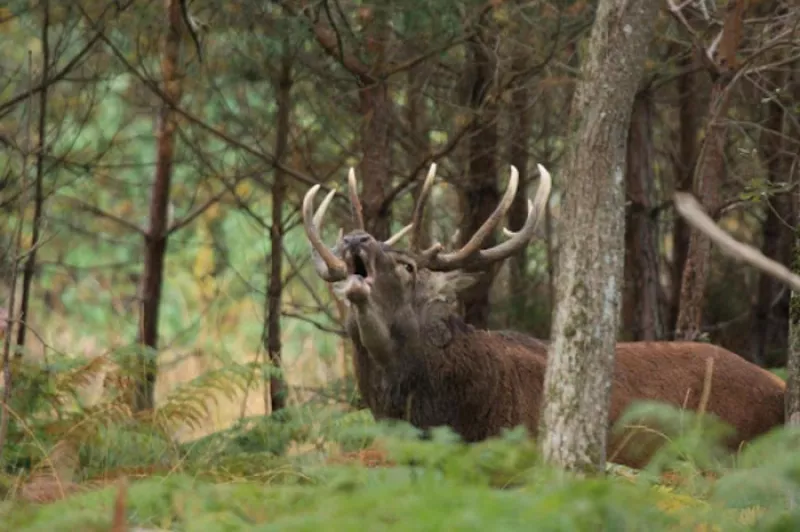 Complet/le Brame du Cerf