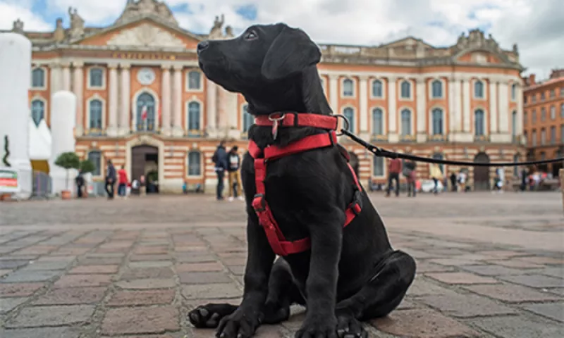 Découvrez les Illuminations de Noël avec Votre Chien 