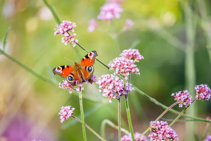 La Biodiversité Lilloise