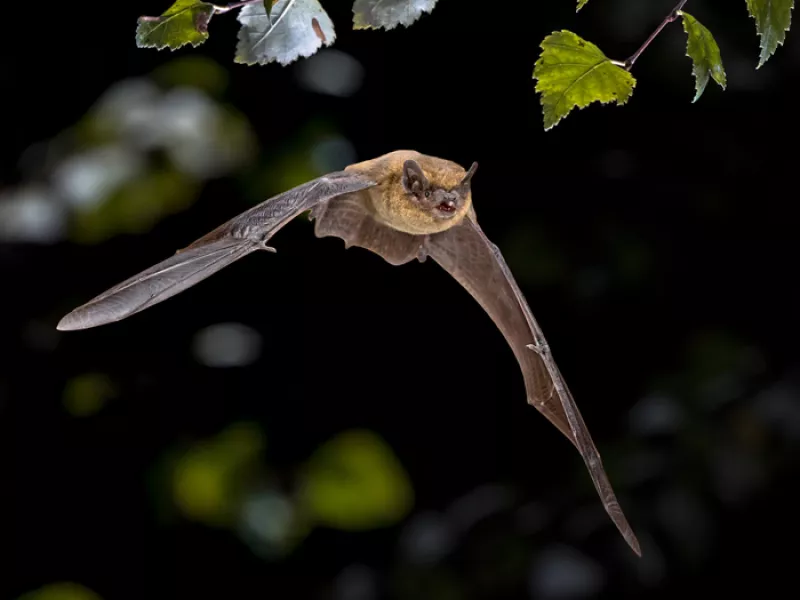 Les Chauves-Souris