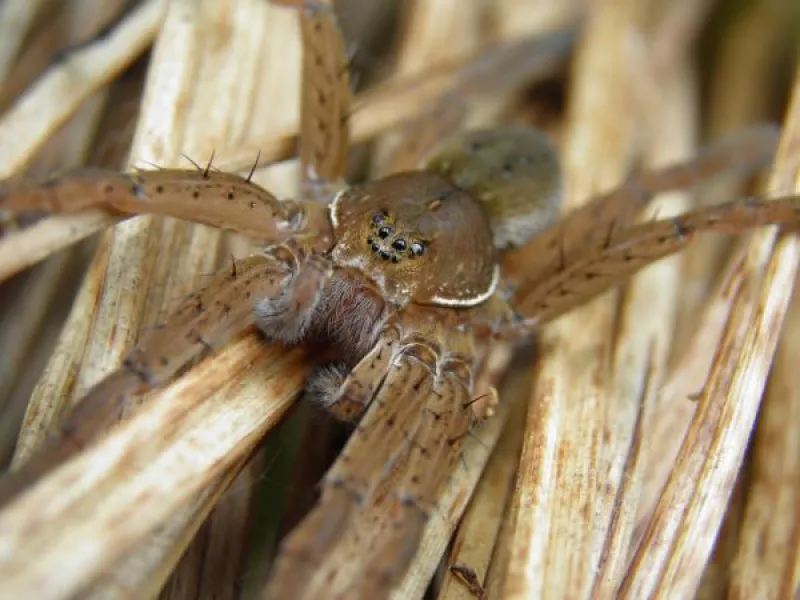 Bestioles Épouvantables... ou Surprenantes ?