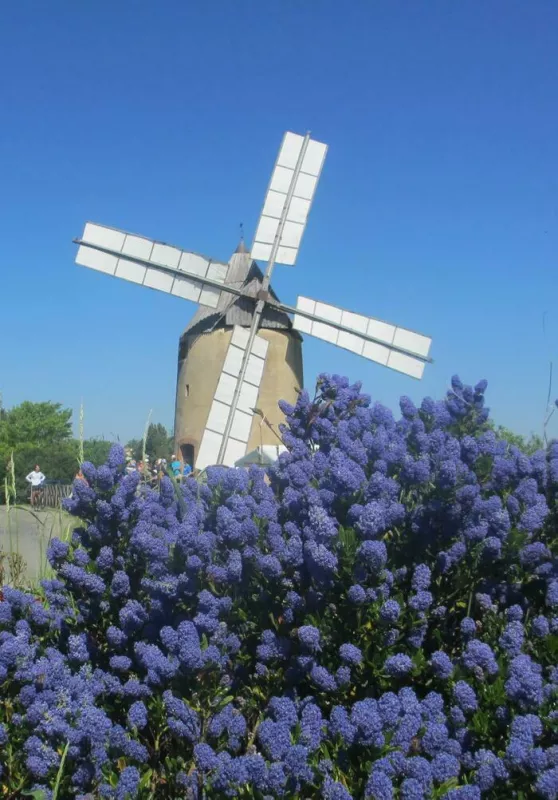 Entrez dans L'histoire de la Fabrication de la Farine au Moulin à Vent de Montbrun-Lauragais