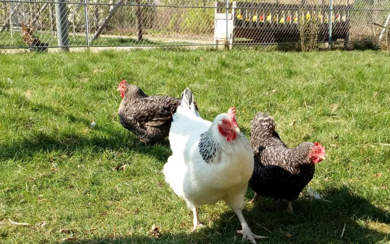 Atelier Pratique à la Ferme Pédagogique René-Binet dans le 18E