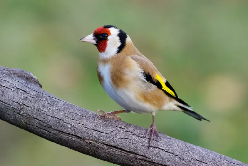 Les Oiseaux de Mon Quartier (Fives)