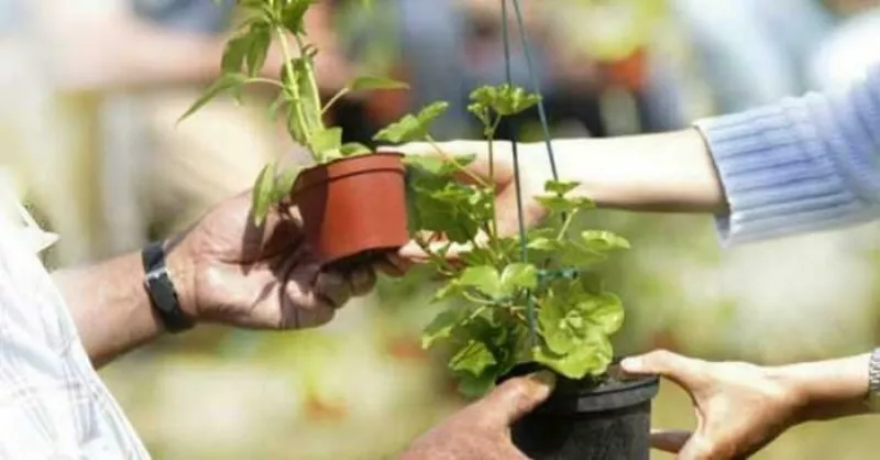 Troc Aux Plantes du Haut Pénestin