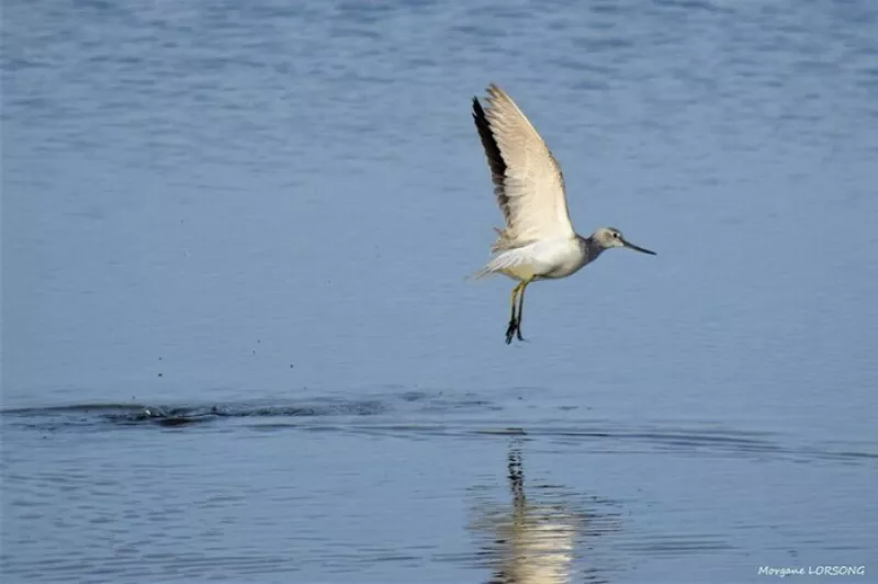 Visite-les Oiseaux Hivernants Sont Arrivés