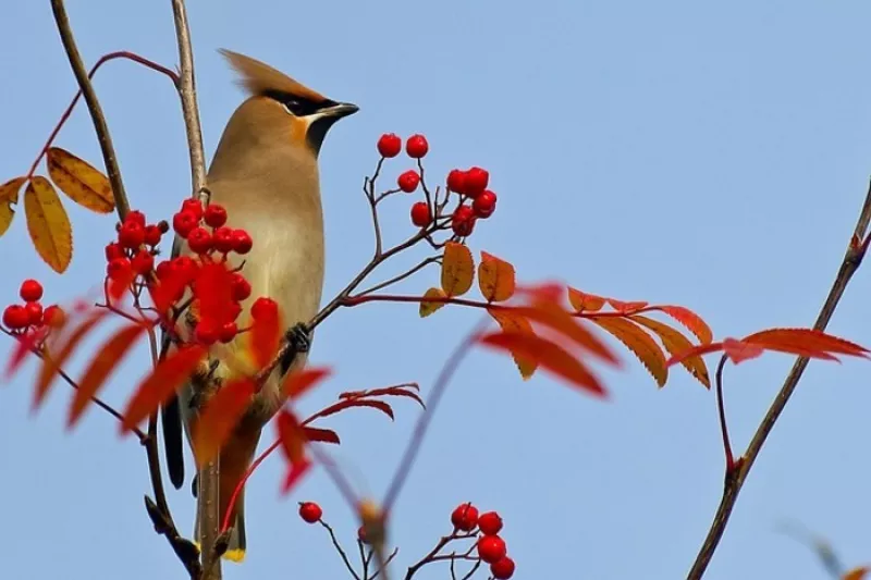 Balade Nature : en Automne, Observons Ensemble les Oiseaux