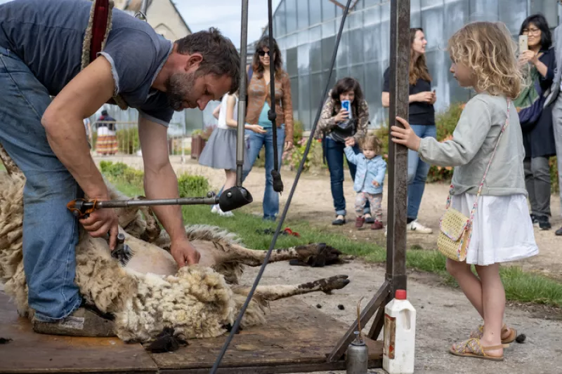 Bergeries en Ville : Atelier Famille : Tonte des Moutons