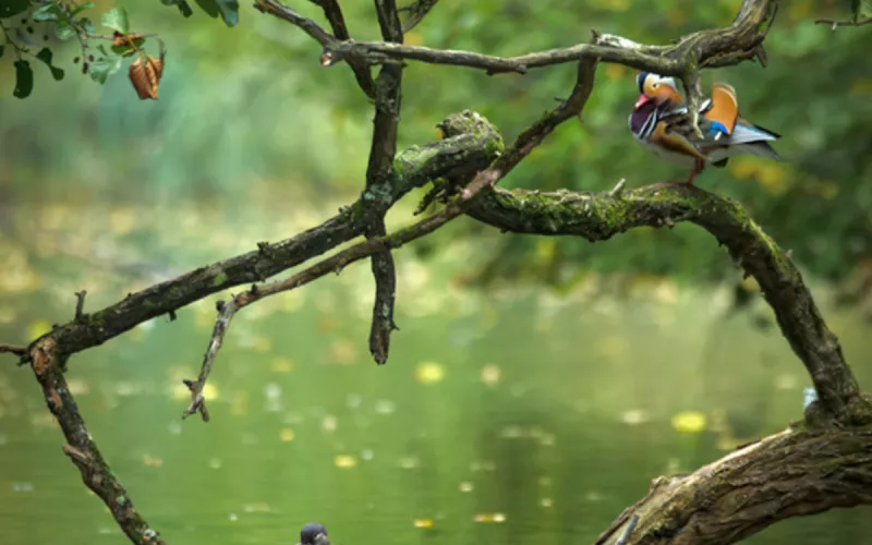 Les Oiseaux au Lac des Minimes