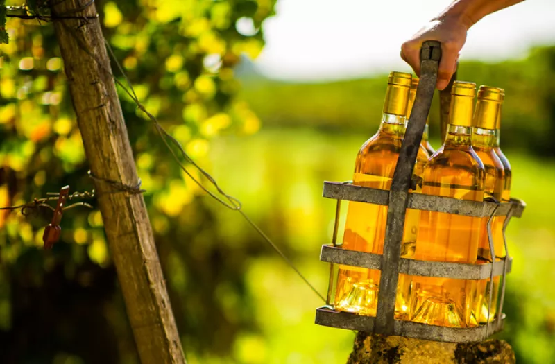 Les Châteaux de Sauternes et Barsac Ouvrent Leurs Portes