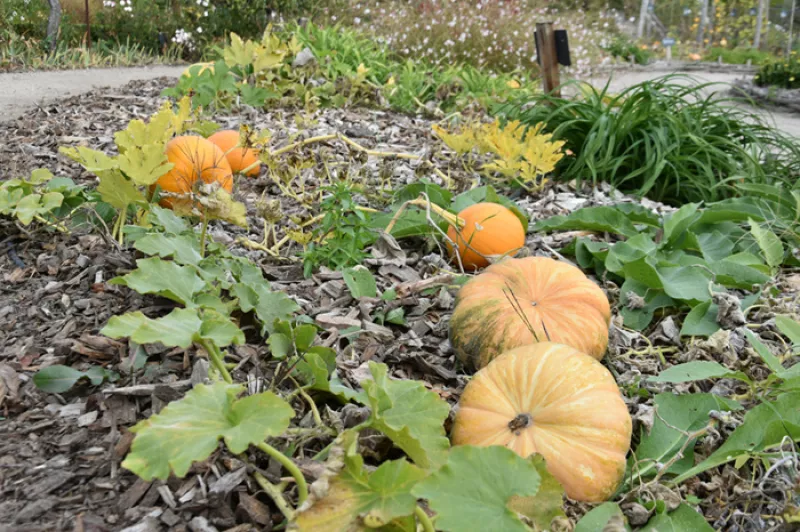 Atelier d'Automne : Creusage de Citrouilles