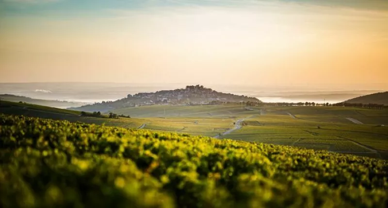 Vins du Centre Loire : Vins Jeunes ou Vins de Garde ?