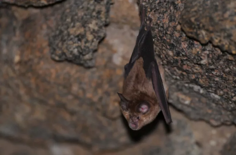 Accueillir la Biodiversité dans Son Jardin, Gîte à Chauves-Souris