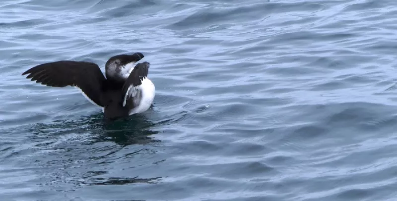 Ouistreham/14 : Animation Gonm-les Oiseaux dans les Ports