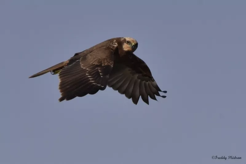 Destination Sud : l'Automne des Oiseaux Migrateurs