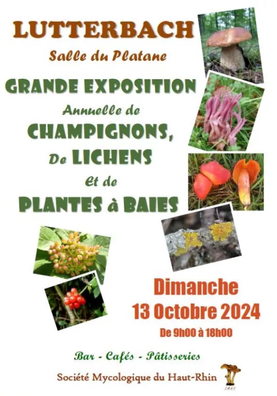 Exposition de Champignons, de Plantes à Baies