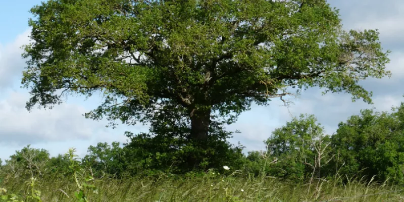 Exposition : l'Arbre et la Haie, Réservoirs de Biodiversité