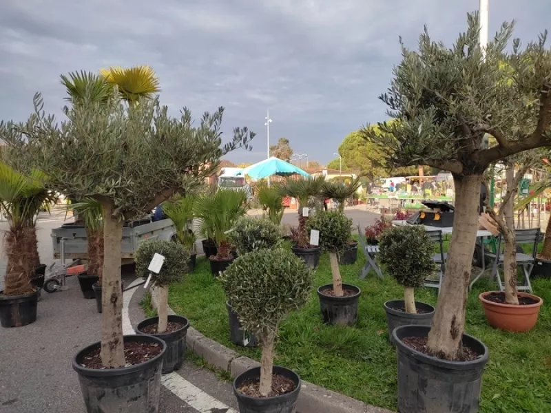 35E Foire Aux Plantes