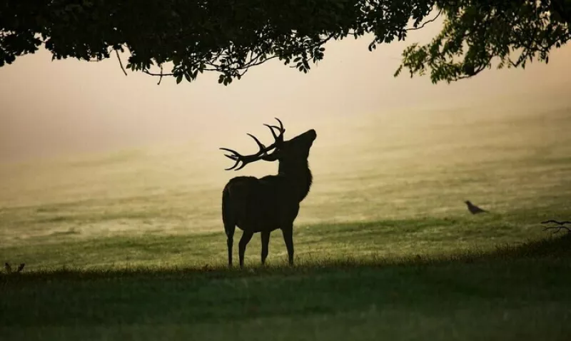 À la Rencontre du Peuple de la Nuit et du Brâme du Cerf