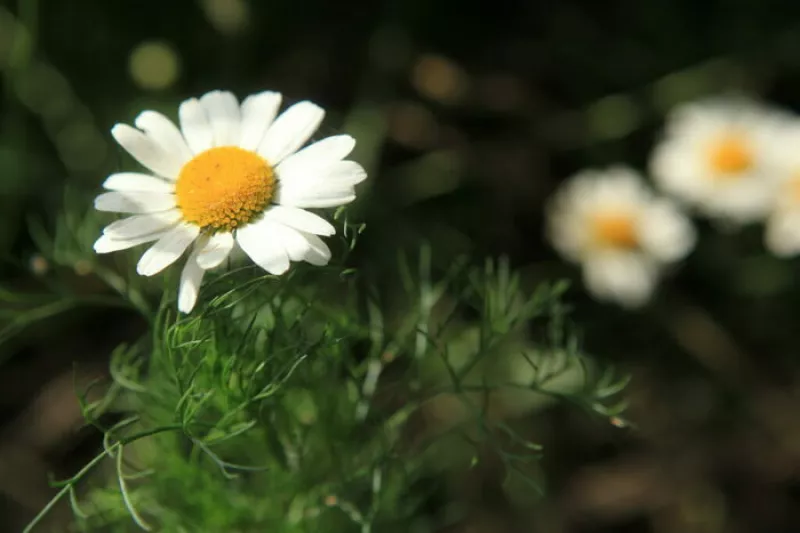 Diversité des Insectes : Atelier Pollinisateur