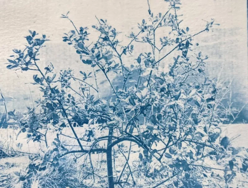 Atelier : Cyanotype Onirique