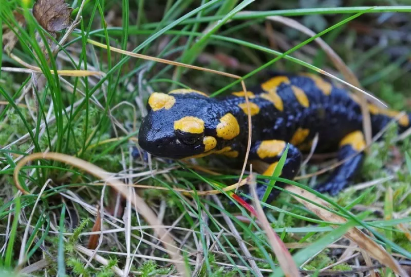 Sortie Nature : le Grand Voyage des Salamandres