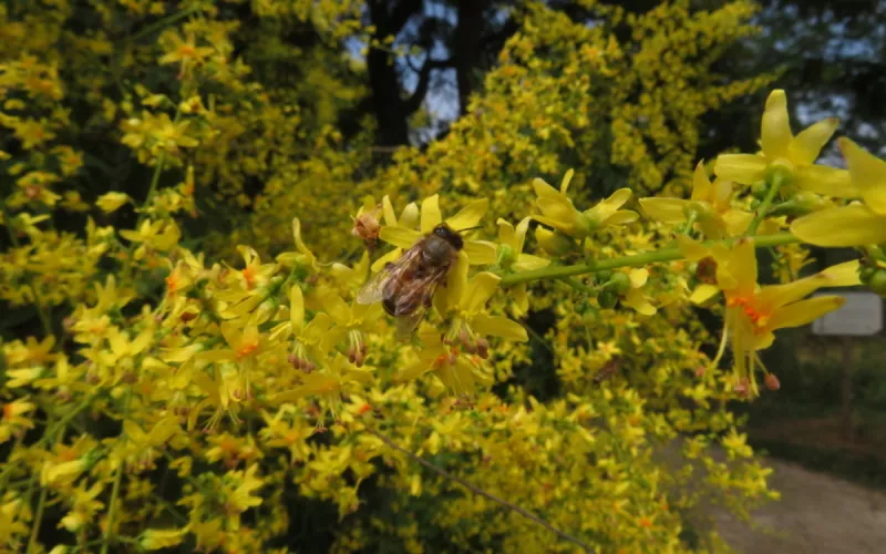 Suivi Photographique des Insectes Pollinisateurs