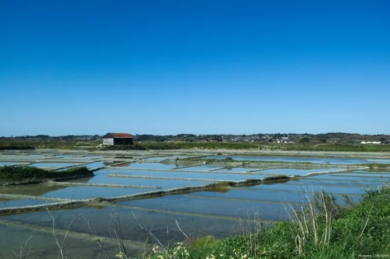 Randonnée au Cœur des Marais