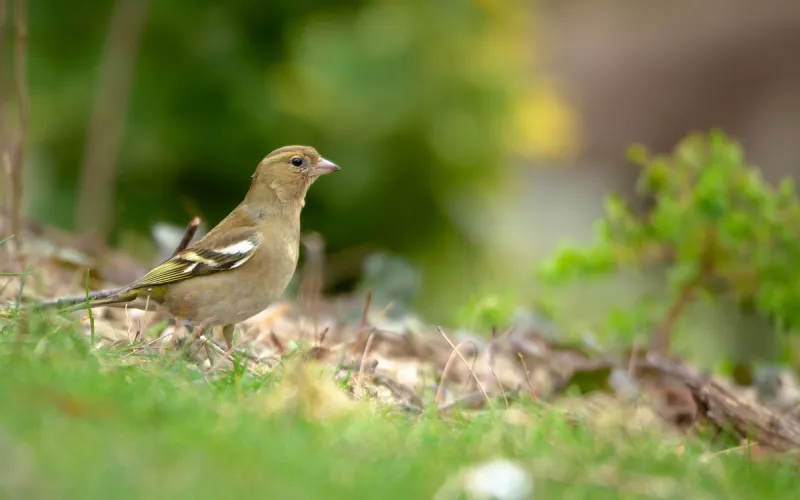 Oiseaux des Jardins